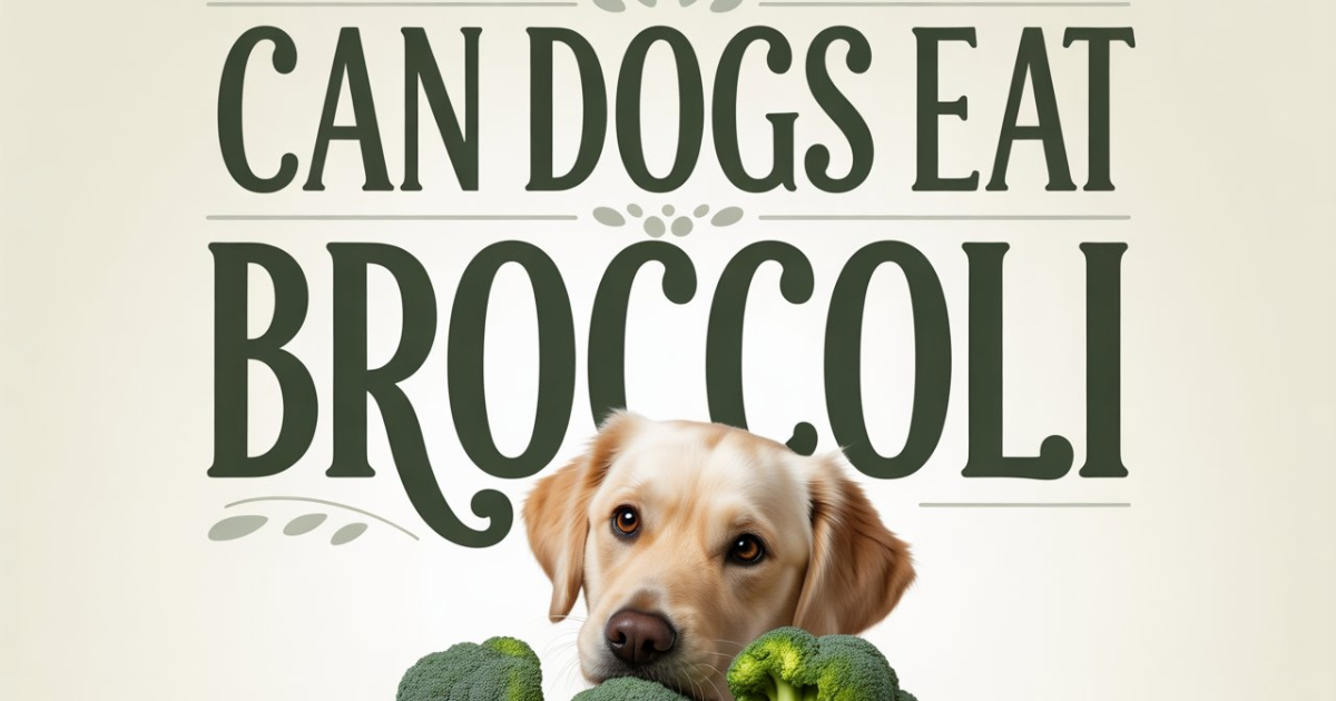 Can Dogs Eat Broccoli? How to Feed Your Dog Safely