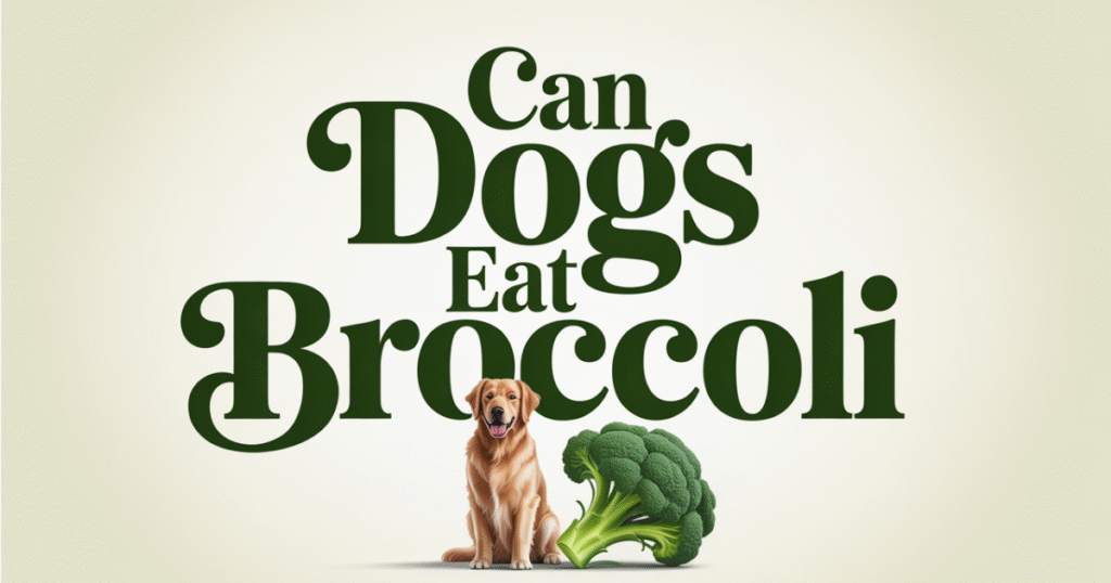 How To Feed Broccoli To Your Dog Safe Methods 1024x538